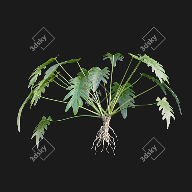 Title: Tropical Vibes: Philodendron Xanadu 3D model image 5