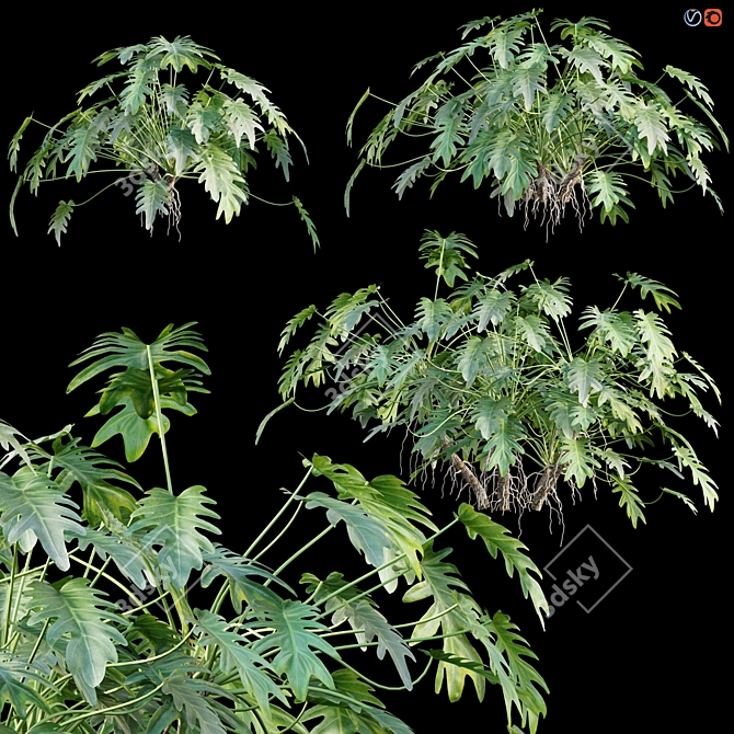 Philodendron Xanadu Plant 3D Models 3D model image 1