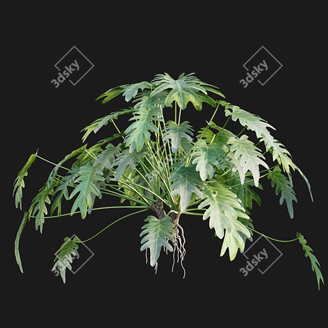 Philodendron Xanadu Plant 3D Models 3D model image 4