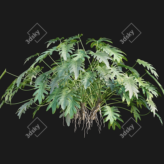 Philodendron Xanadu Plant 3D Models 3D model image 5