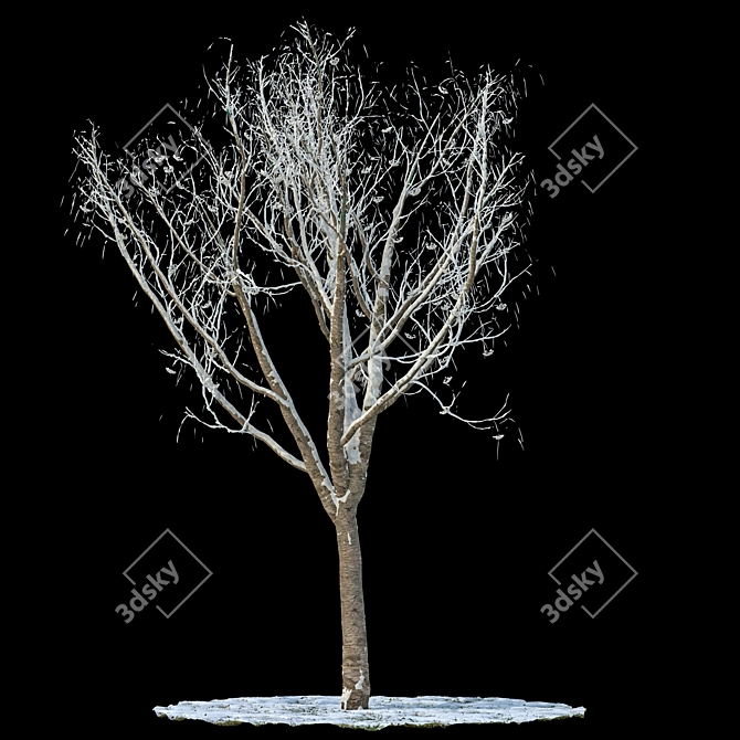 Snow-Covered Rowan Tree 3D model image 1