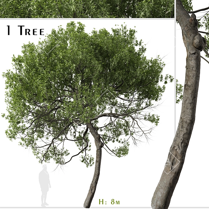 Lemonwood Tree: Fragrant Native Evergreen 3D model image 1