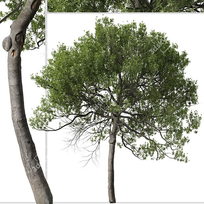 Lemonwood Tree: Fragrant Native Evergreen 3D model image 3