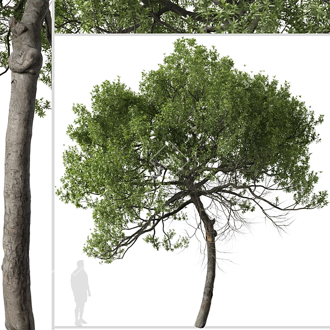 Lemonwood Tree: Fragrant Native Evergreen 3D model image 4