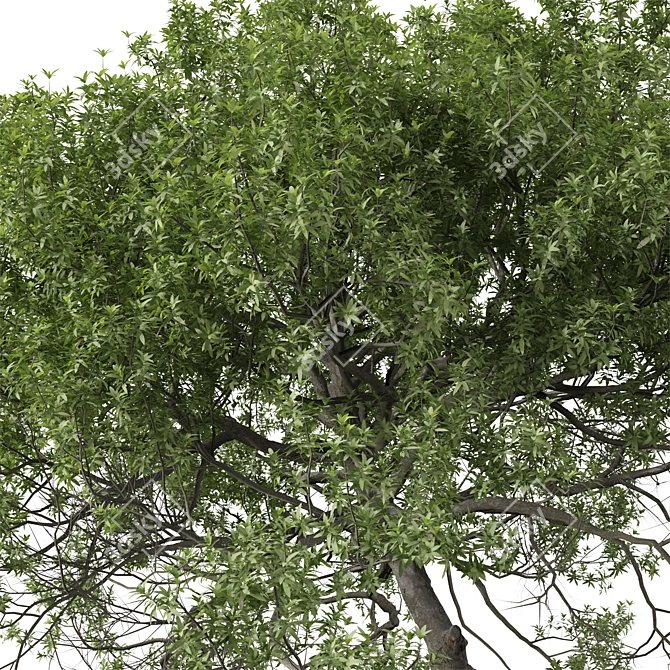 Lemonwood Tree: Fragrant Native Evergreen 3D model image 5