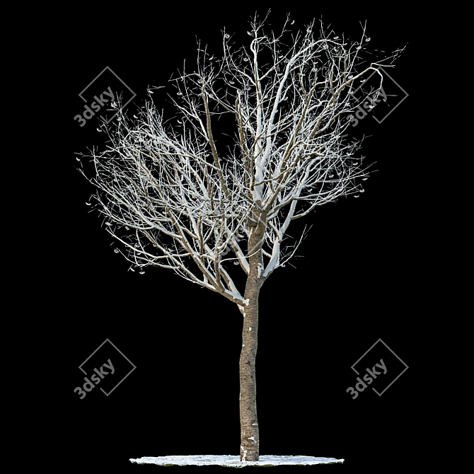 Snow-Covered Rowan Tree 3D model image 1