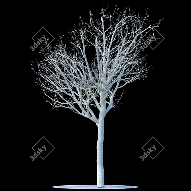 Snow-Covered Rowan Tree 3D model image 2