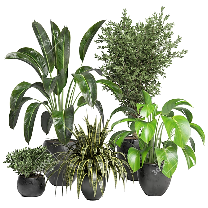 Green Oasis - Indoor Plants Collection 3D model image 1