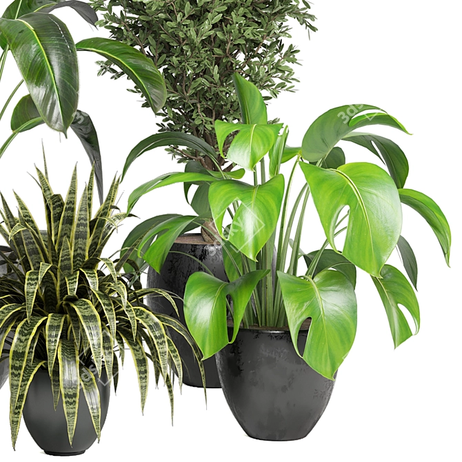 Green Oasis - Indoor Plants Collection 3D model image 2