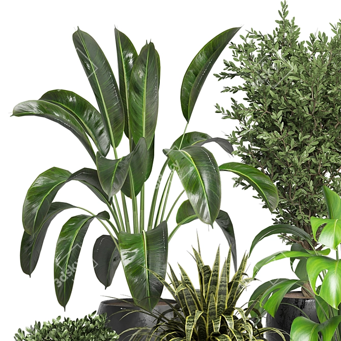 Green Oasis - Indoor Plants Collection 3D model image 3