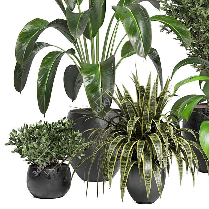 Green Oasis - Indoor Plants Collection 3D model image 4