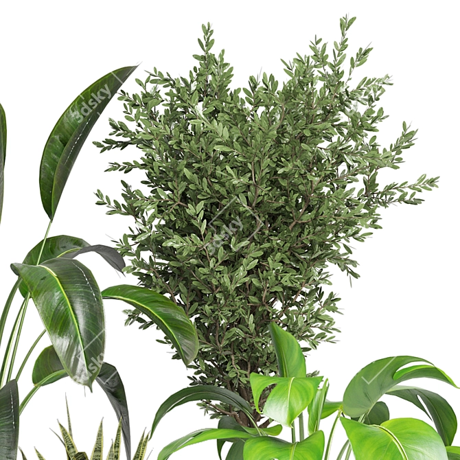 Green Oasis - Indoor Plants Collection 3D model image 5