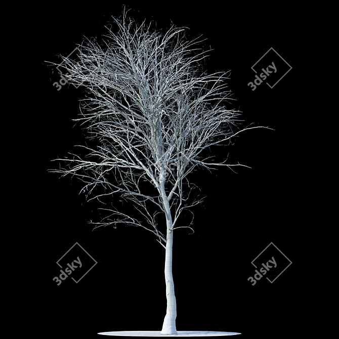 Snow-Covered Rowan Tree 3D model image 2