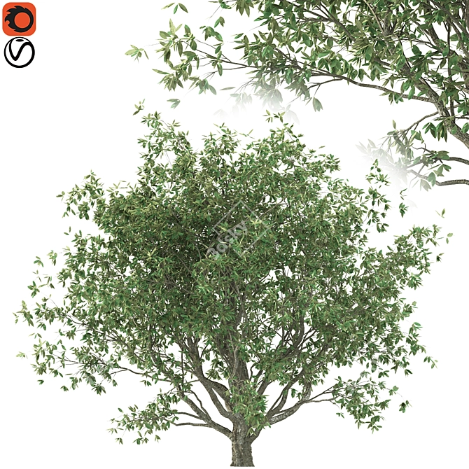 Mediterranean Olive Tree (Corona & Vray) 3D model image 1