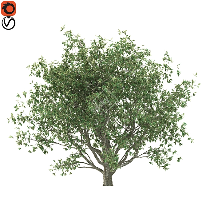 Mediterranean Olive Tree (Corona & Vray) 3D model image 2