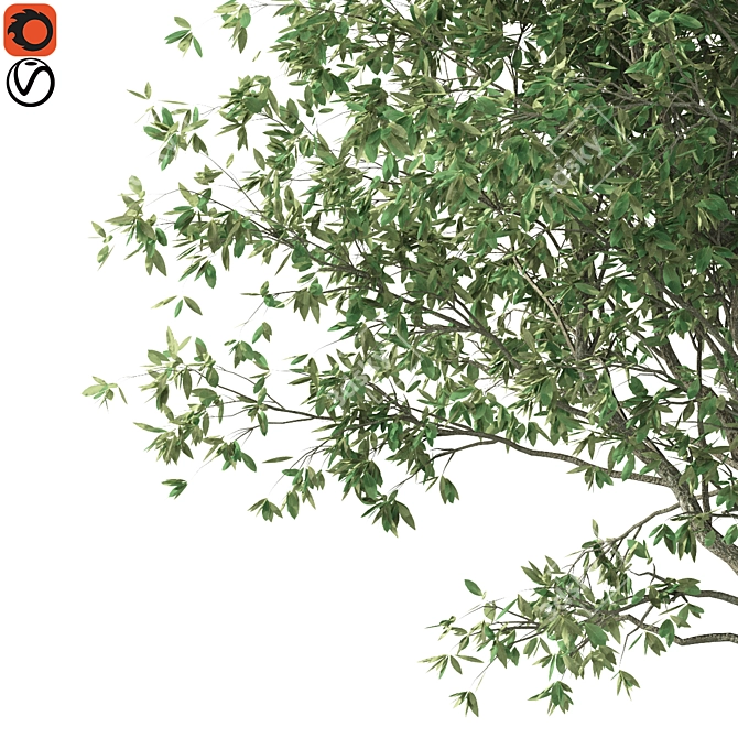 Mediterranean Olive Tree (Corona & Vray) 3D model image 3