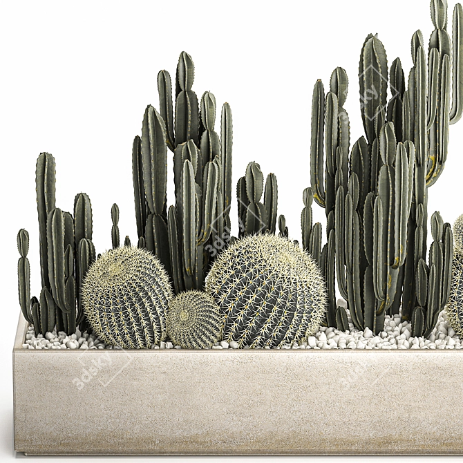 Exotic Cacti Collection 3D model image 2