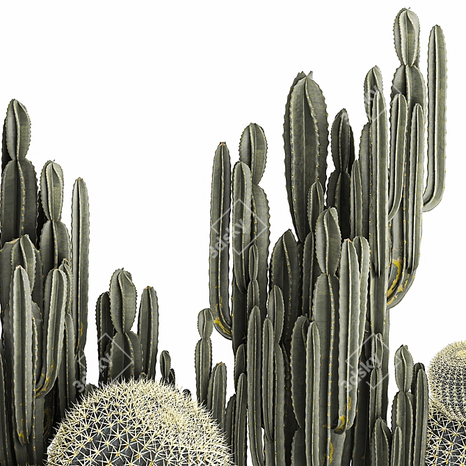 Exotic Cacti Collection 3D model image 3