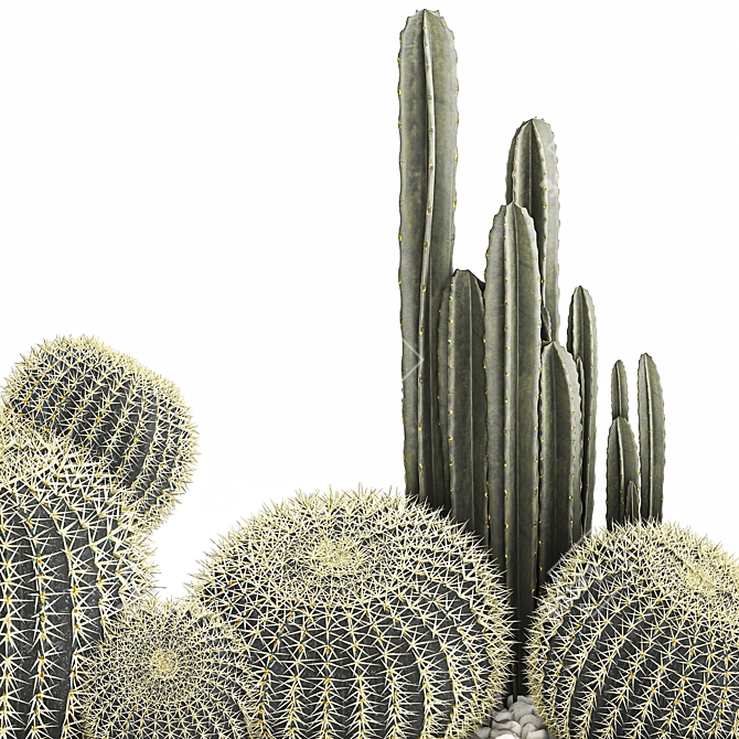 Exotic Cacti Collection 3D model image 5