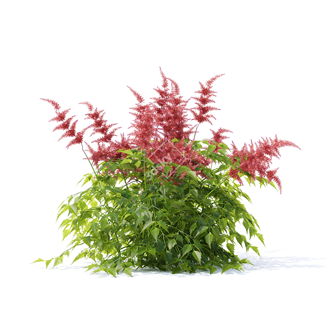 Japanese Red Astilbe | Astilbe japonica 3-Pack 3D model image 2