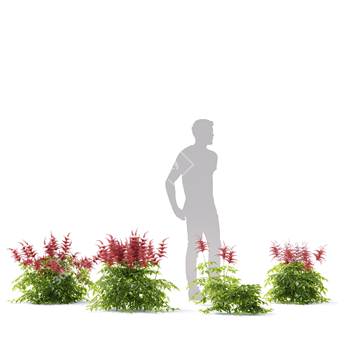 Japanese Red Astilbe | Astilbe japonica 3-Pack 3D model image 3