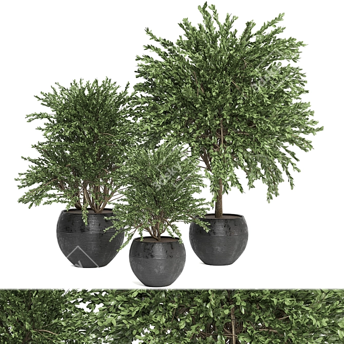 Lush Indoor Plants Collection - Set 194 3D model image 1