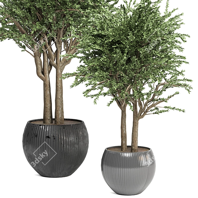 Evergreen Indoor Plant Collection 3D model image 3