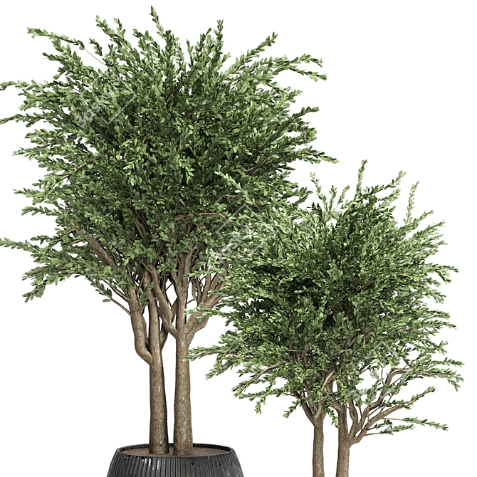 Evergreen Indoor Plant Collection 3D model image 4