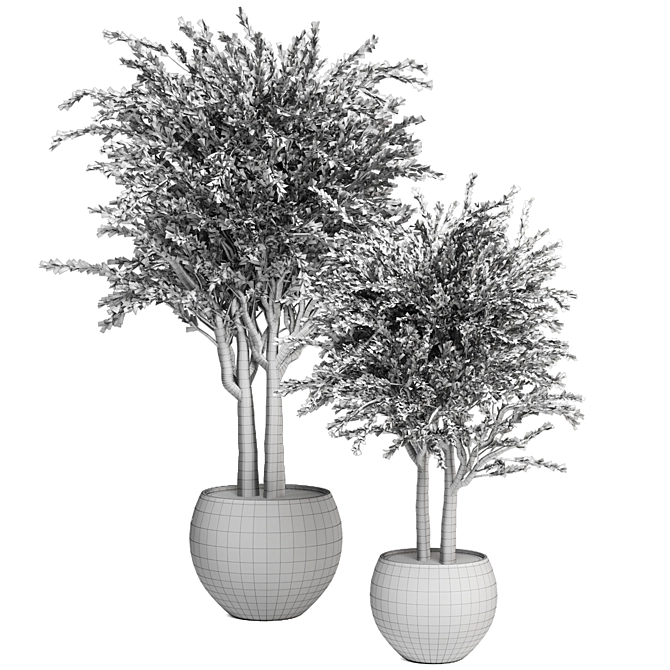 Evergreen Indoor Plant Collection 3D model image 6