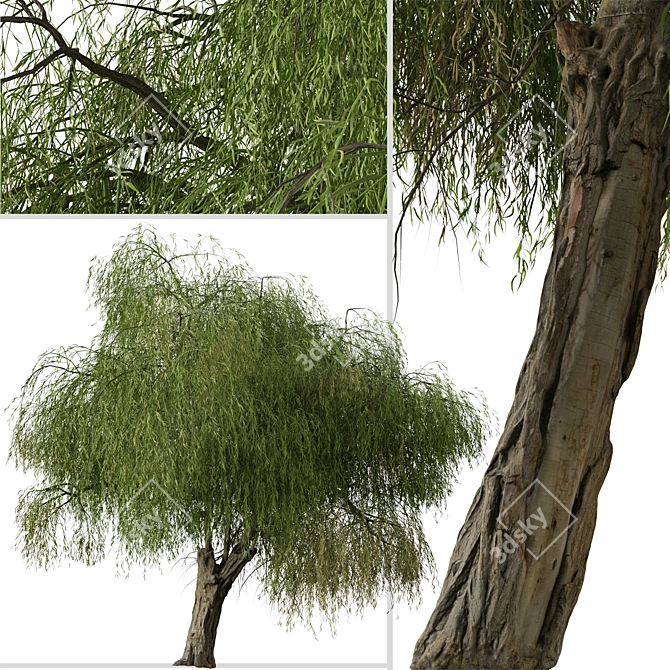 Peppermint Willow Tree Set (2 Trees) 3D model image 5