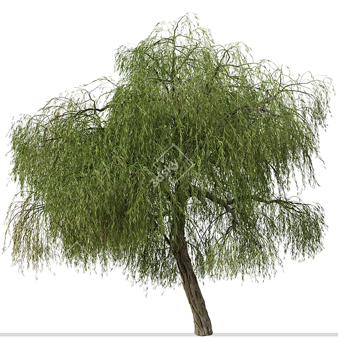 Peppermint Willow Tree Set (2 Trees) 3D model image 6