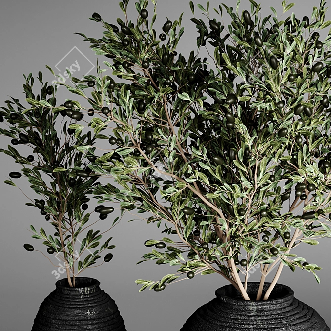 Indoor Plant Collection 26 3D model image 3