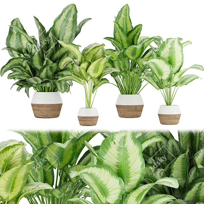 Premium Aglaonema Indoor Plant: Collection Vol. 298 3D model image 1