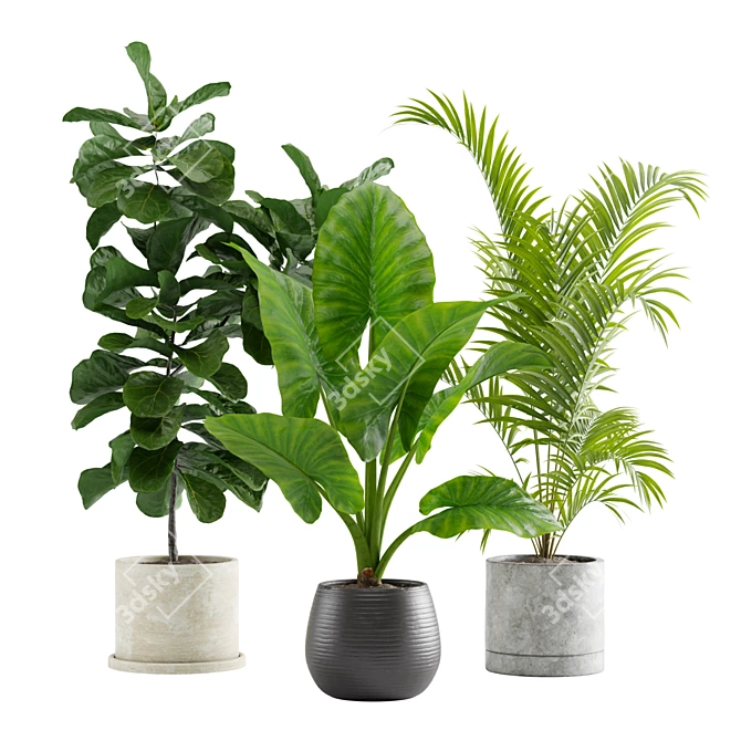 Exotic Indoor Plants Collection 3D model image 1