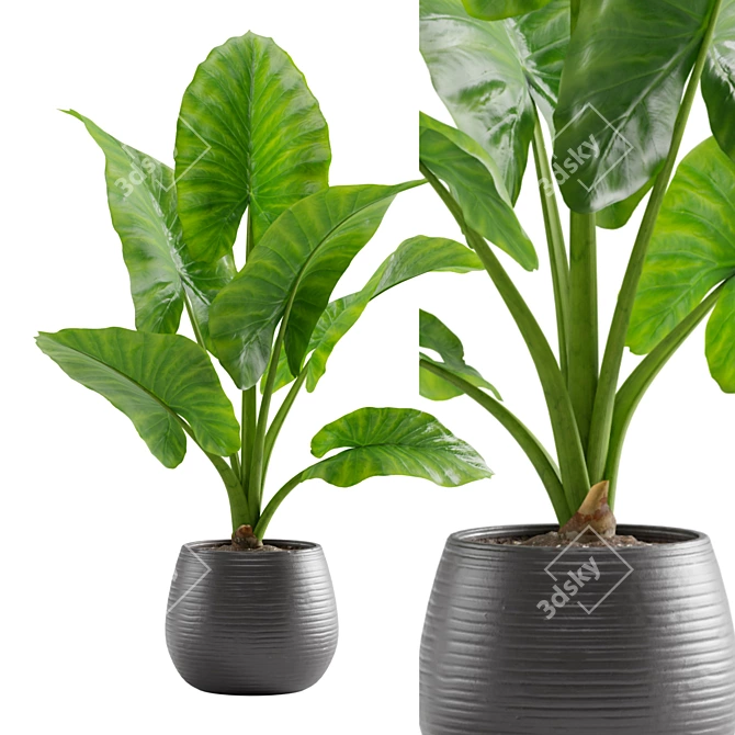 Giant Taro: Tropical Beauty for Indoors 3D model image 2