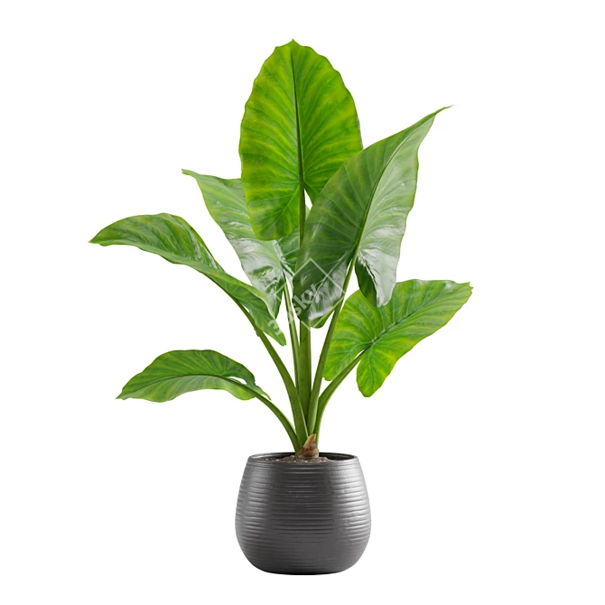 Giant Taro: Tropical Beauty for Indoors 3D model image 3
