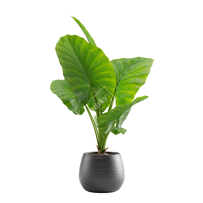 Giant Taro: Tropical Beauty for Indoors 3D model image 4