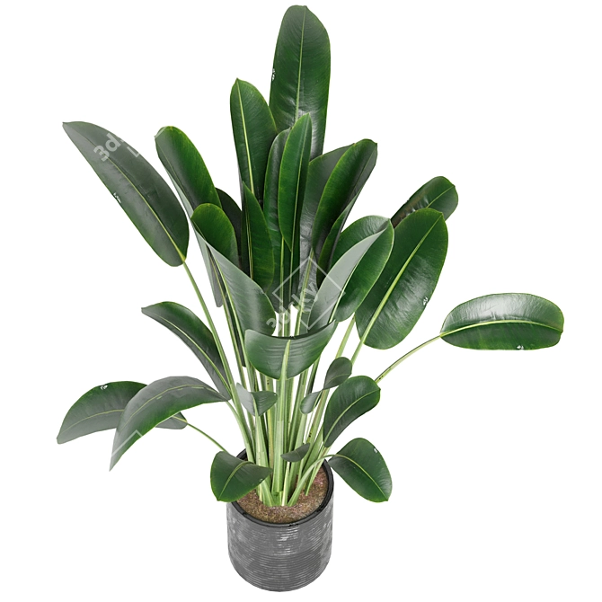 Indoor Plants Collection - Set 198: 3D Model Bundle 3D model image 5