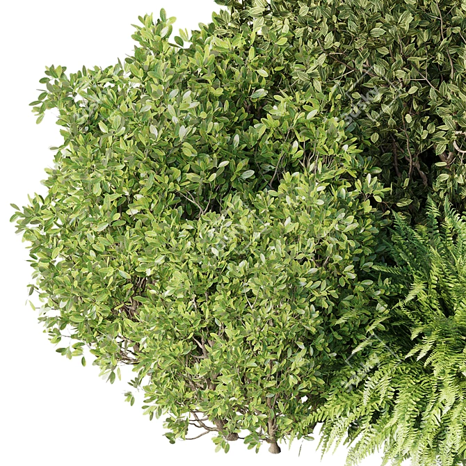 Mixed Plants Bush Set - Vray 3D Model 3D model image 2