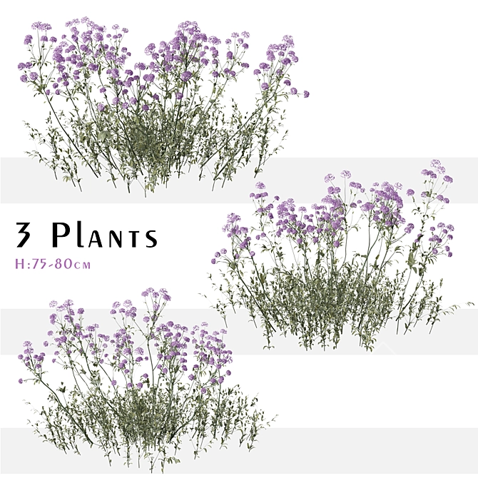 Purpletop Vervain Trio - 3 Verbena bonariensis Plants 3D model image 1