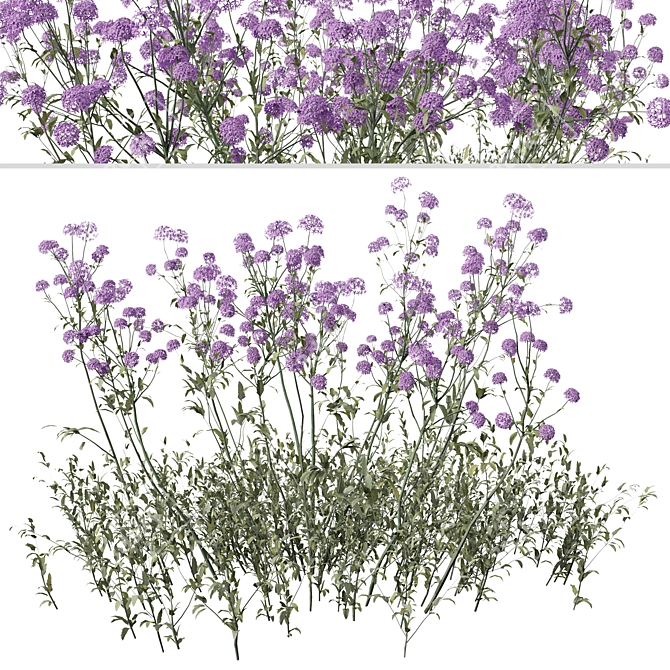 Purpletop Vervain Trio - 3 Verbena bonariensis Plants 3D model image 2