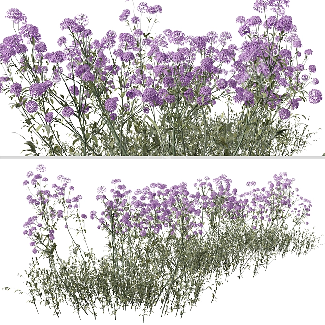 Purpletop Vervain Trio - 3 Verbena bonariensis Plants 3D model image 3