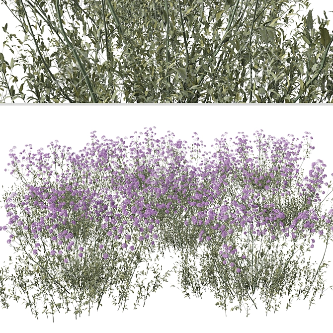 Purpletop Vervain Trio - 3 Verbena bonariensis Plants 3D model image 4