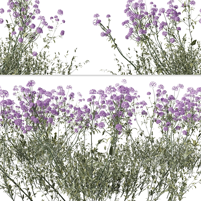 Purpletop Vervain Trio - 3 Verbena bonariensis Plants 3D model image 5