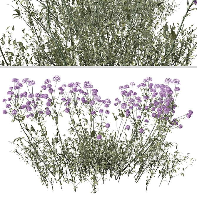 Purpletop Vervain Trio - 3 Verbena bonariensis Plants 3D model image 6