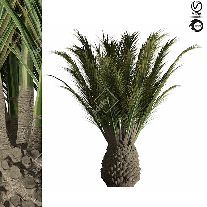 Tropical Palm Tree - 3D Model 3D model image 3