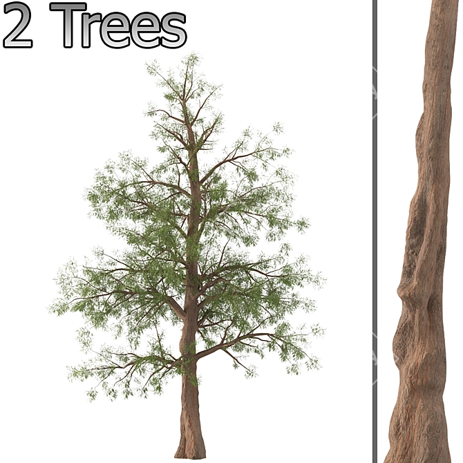 Pair of Majestic Dawn Redwoods 3D model image 3