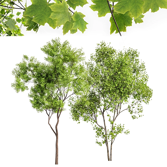 Real-Tree Acer & Ghost Gum: High-Quality 3D Models 3D model image 4