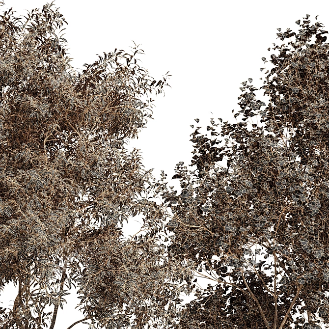 Real-Tree Acer & Ghost Gum: High-Quality 3D Models 3D model image 3