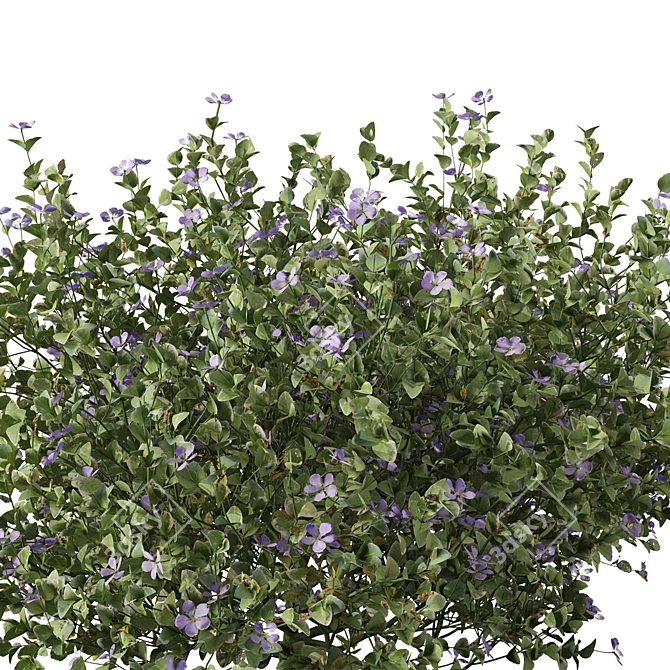 Beautiful Vinca Major Plant Set (3 Plants) 3D model image 5